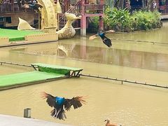 -西双版纳原始森林公园