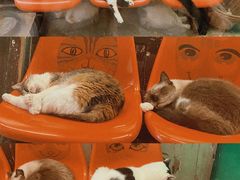 -猫咪博物馆(顶澳仔猫街店)