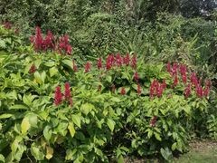 -中国科学院西双版纳热带植物园