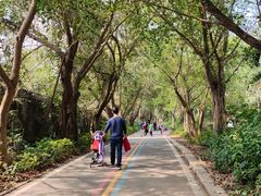 -广东茂名森林公园