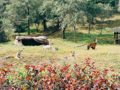 -沈阳森林动物园