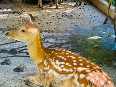 -合肥滨湖国家森林公园