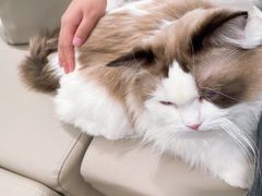 -猫腻·猫咖·撸猫馆(星光大道店)