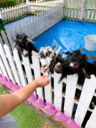 -萌宠亲子动物乐园(槐房万达店)