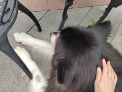 -more than meow吴止猫主题餐厅(承德 中船汇店)