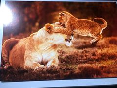 -罗红摄影艺术馆