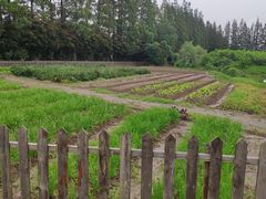 -前小桔亲子创意农场·草莓采摘·露营烧烤