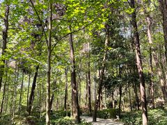 -铁山坪森林公园