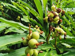 -广西壮族自治区药用植物园