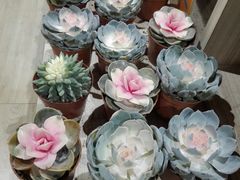 -AEON永旺(东方宝泰店)