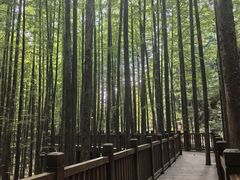 -山王坪喀斯特国家生态公园