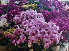 -大自然花鸟鱼虫市场