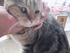 -喵屿·大理花园猫咖