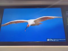 -Sony Store索尼(广州正佳店)