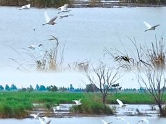 -盐城丹顶鹤湿地生态旅游区