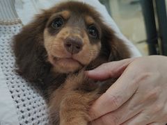 -萌宠之家·腊肠犬·马尔泰·小体犬舍