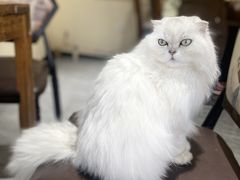 -猫小院猫主题餐厅(南锣旗舰店)