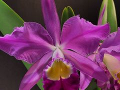 -北京植物园-展览温室