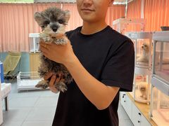 -翊宠yipet猫狗购宠庄园犬舍•猫舍