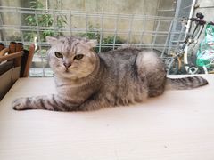-猫咪派对(江南西店)