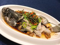 藤椒东星斑-绿岛国际酒店·海鲜酒楼(八七路店)