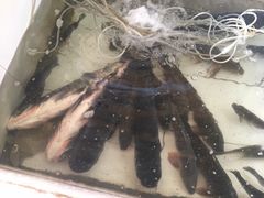 -水库活鱼馆(于桥水库店)