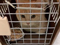 -中农国际动物医院24小时·猫科·骨科·急重症中心