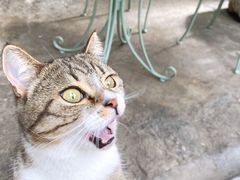 -喵屿·大理花园猫咖