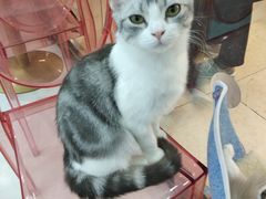 -糯米喵星人·撸猫猫舍咖啡馆(西市场嘉华店)