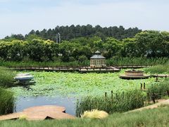 -大塘金香草谷