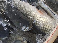 -岳各庄批发市场(西四环中路店)