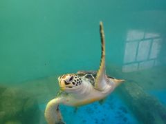 -广东惠东海龟国家级自然保护区