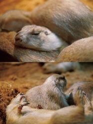 -Zoolung Zoolung动物主题公园(海信广场店)