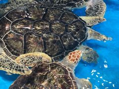 -泉城欧乐堡海洋极地世界