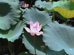 -荔湾湖公园
