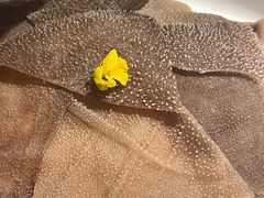 -牛村来人潮汕牛肉火锅(西单店)