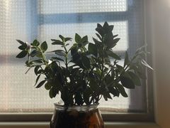 -玫瑰红烤羊排(北新桥三条店)