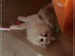 -Bastet sally猫舍购宠(静安店)