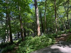 -五营红松林海景区