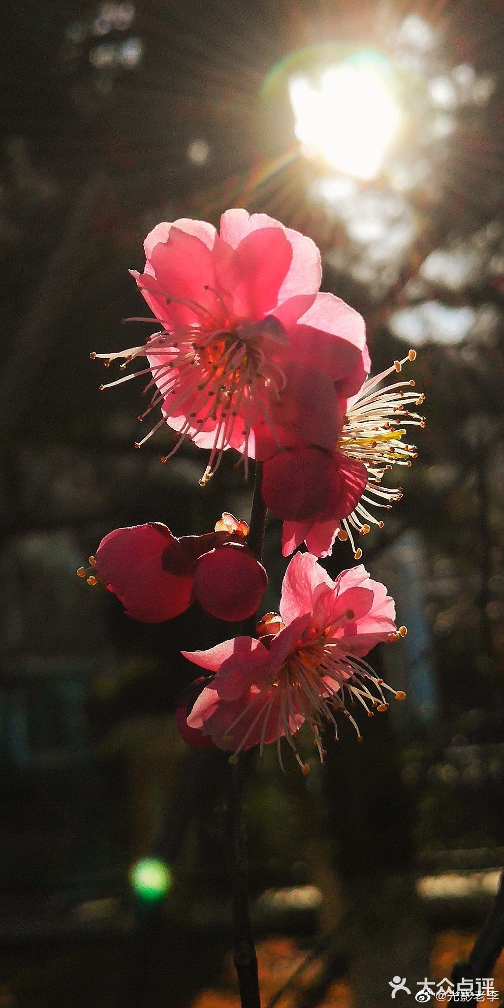 天气晴好，漫步经区黄海路，在路旁的梅园梅花也开了