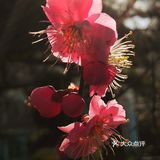 天气晴好，漫步经区黄海路，在路旁的梅园梅花也开了