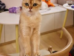 -猫咪派对(江南西店)