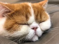 -飞行喵MR PILOT|猫舍·猫咖(静安大融城店)