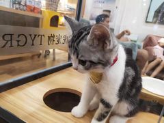 -袖虎·猫馆(体育西路店)