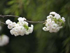 -西安青龙寺遗址景区