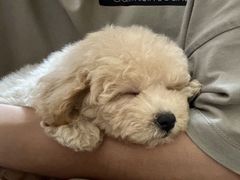 -翊宠yipet猫狗购宠庄园犬舍•猫舍