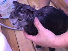 -喵百万·布偶·蓝金金渐层英短·猫舍(百子湾店)