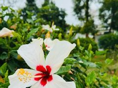 -香蜜公园