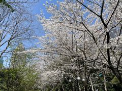 -陆家嘴中心绿地