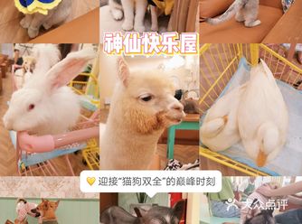 长沙萌宠集合店，一次性撸6种动物20个品种